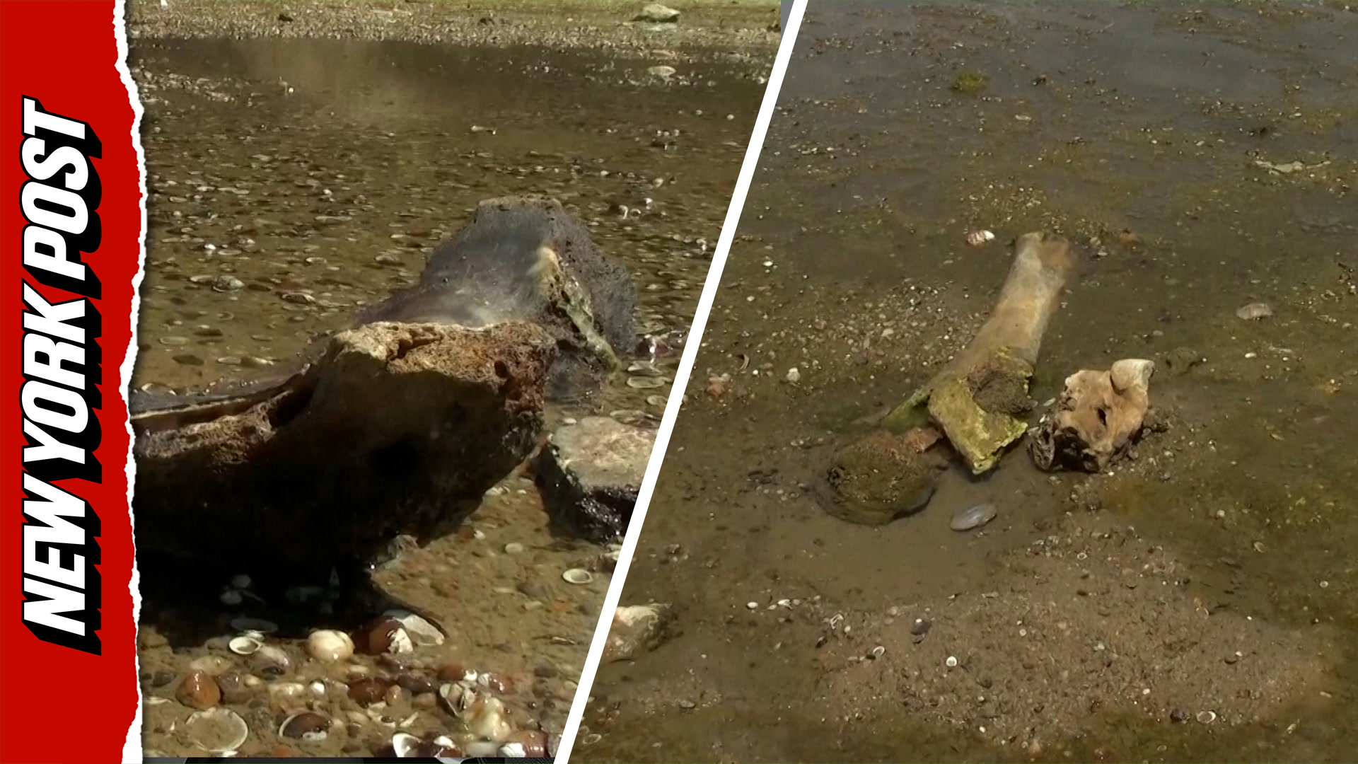 Ancient mammoth remains emerge as Danube hits record low