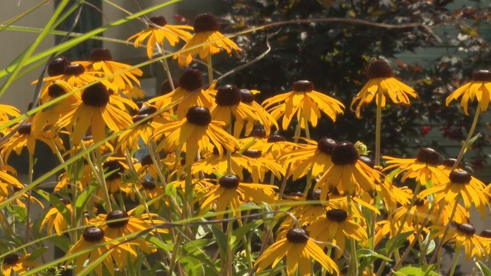 If your garden is struggling, it's not too late to adjust