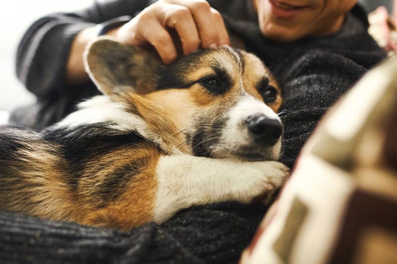 Paw-ternity leave and chef-prepared meals: How wealth management firms retain good employees