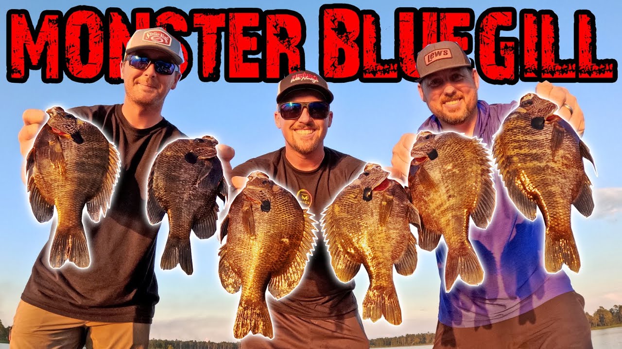 Monster bluegill fishing trip big catch frenzy