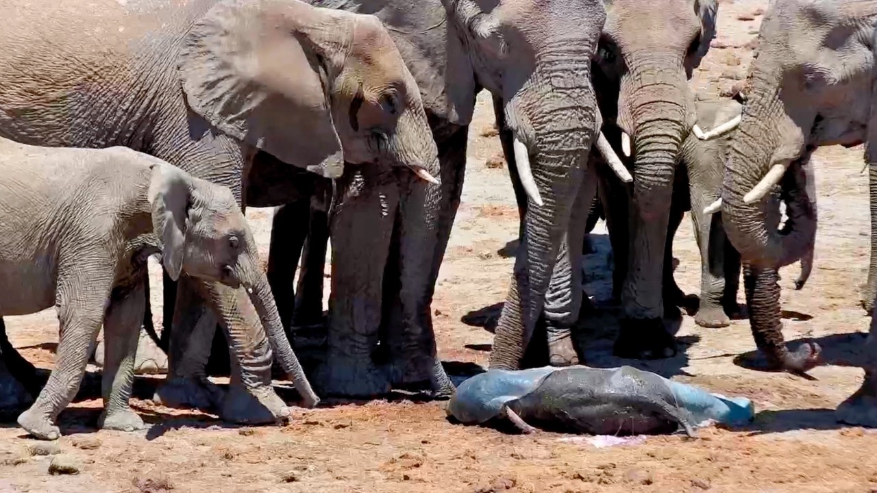 I watched a baby elephant take its first steps!🐘