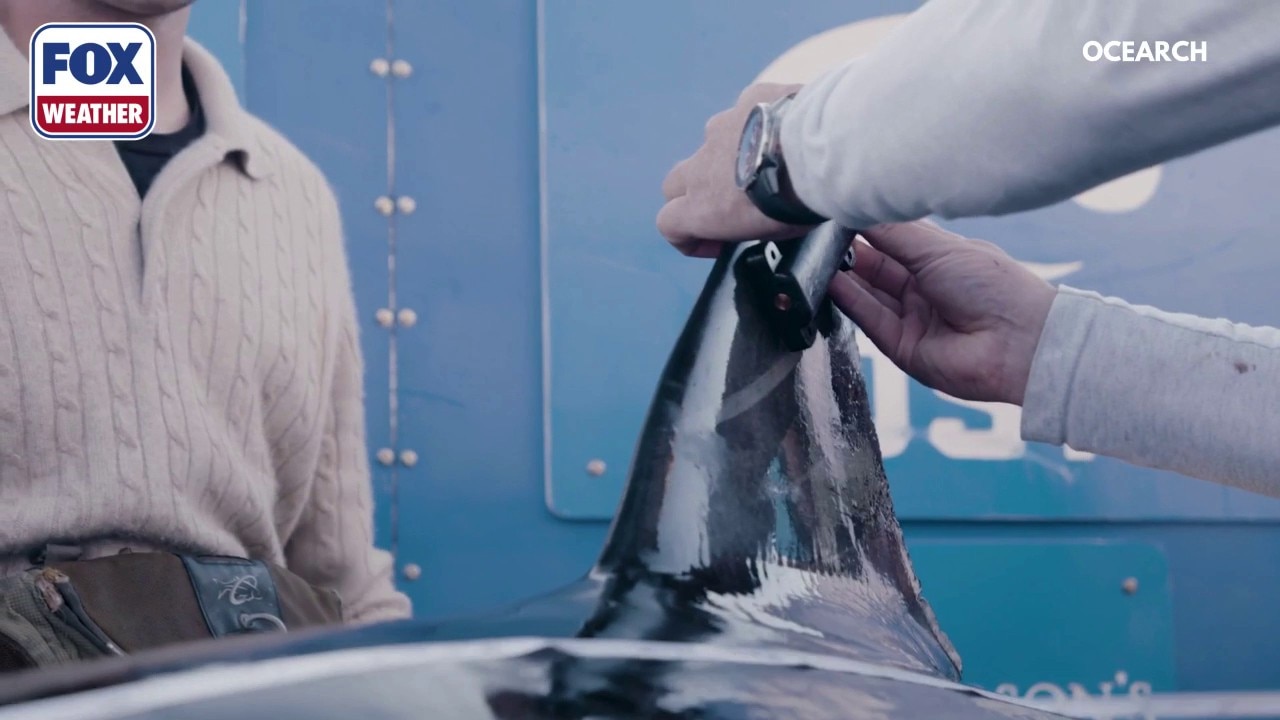 OCEARCH tags a shark for their shark tracker program in Nova Scotia