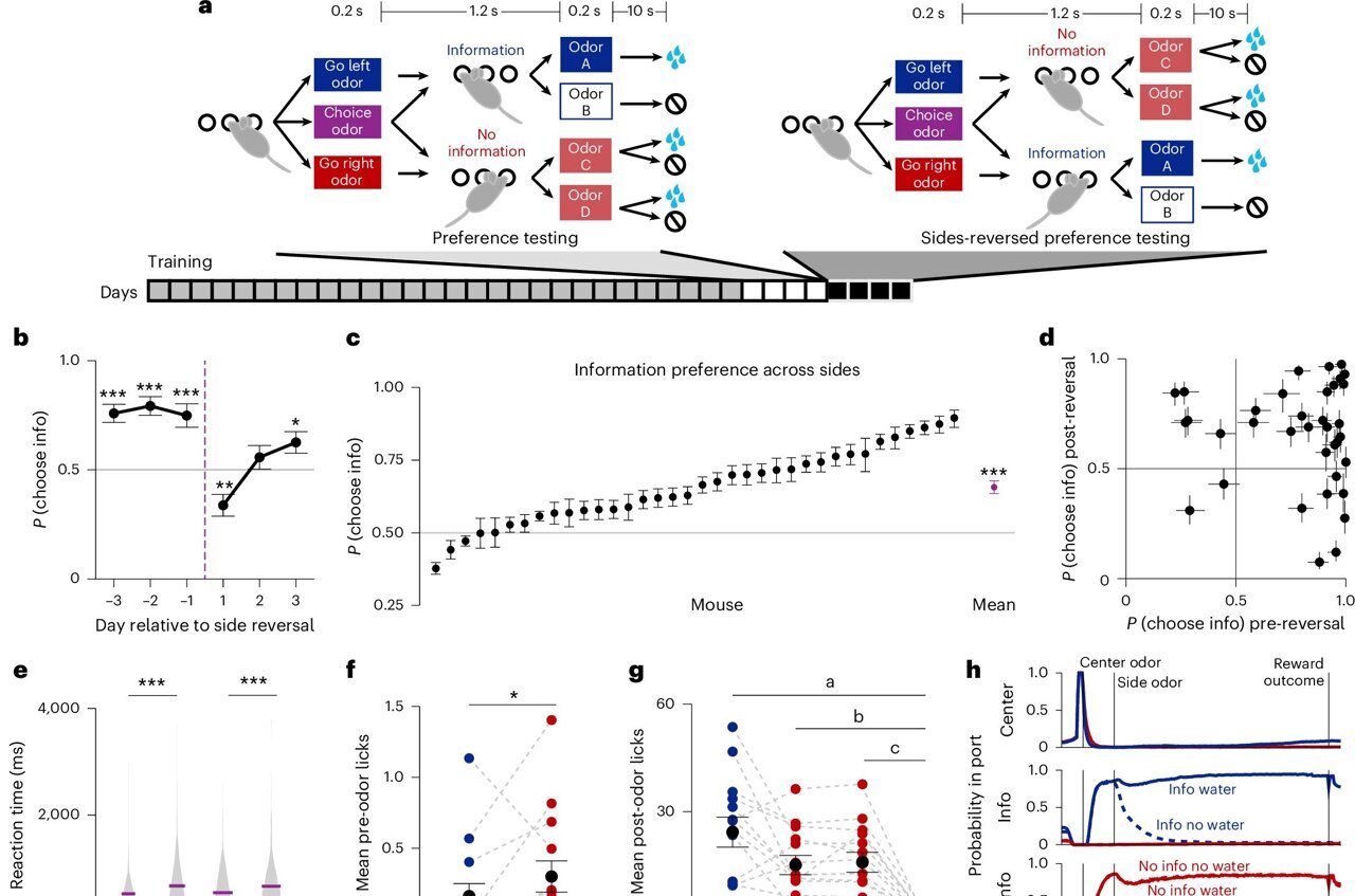 Mice value advance knowledge, even when it reduces water rewards