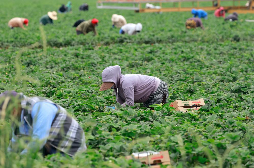New survey reveals fears of US farm workers amid Trump's immigration raids