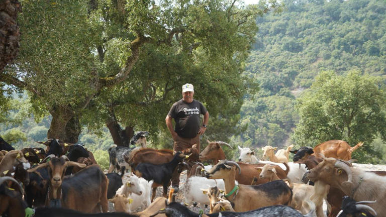 Así trabajan las cabras 'bomberas' de un pueblo de Málaga que mantiene el monte a salvo de los incendios