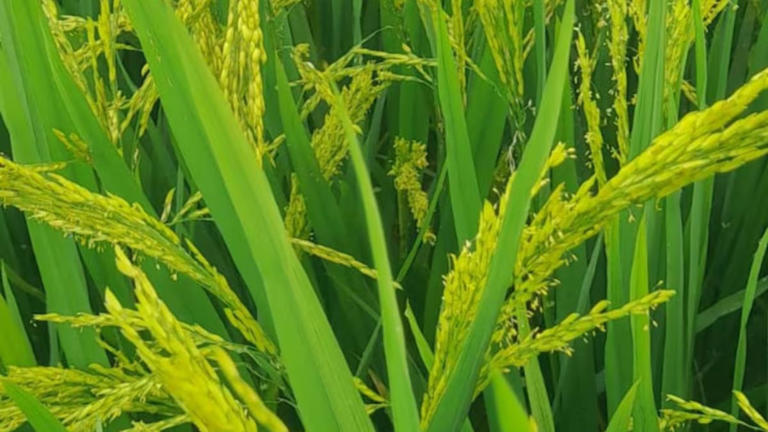 An AI-designed enzyme edited rice DNA. Is this Indian farming's future?