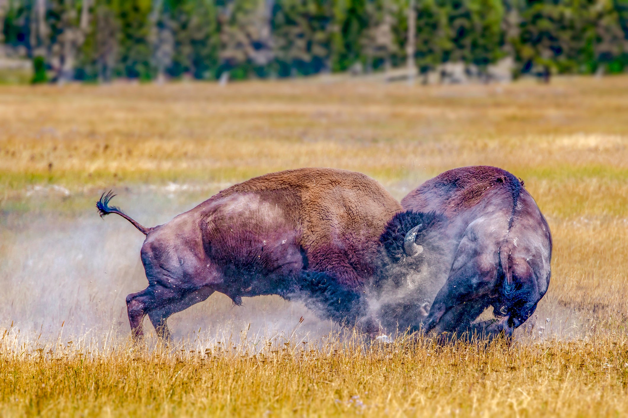 Driver recounts terrifying encounter with charging bison in Yellowstone ...