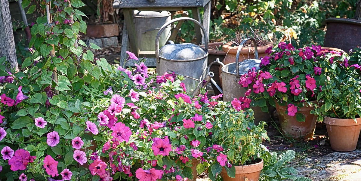 your-petunias-aren-t-done-yet-these-simple-fixes-can-bring-back-the