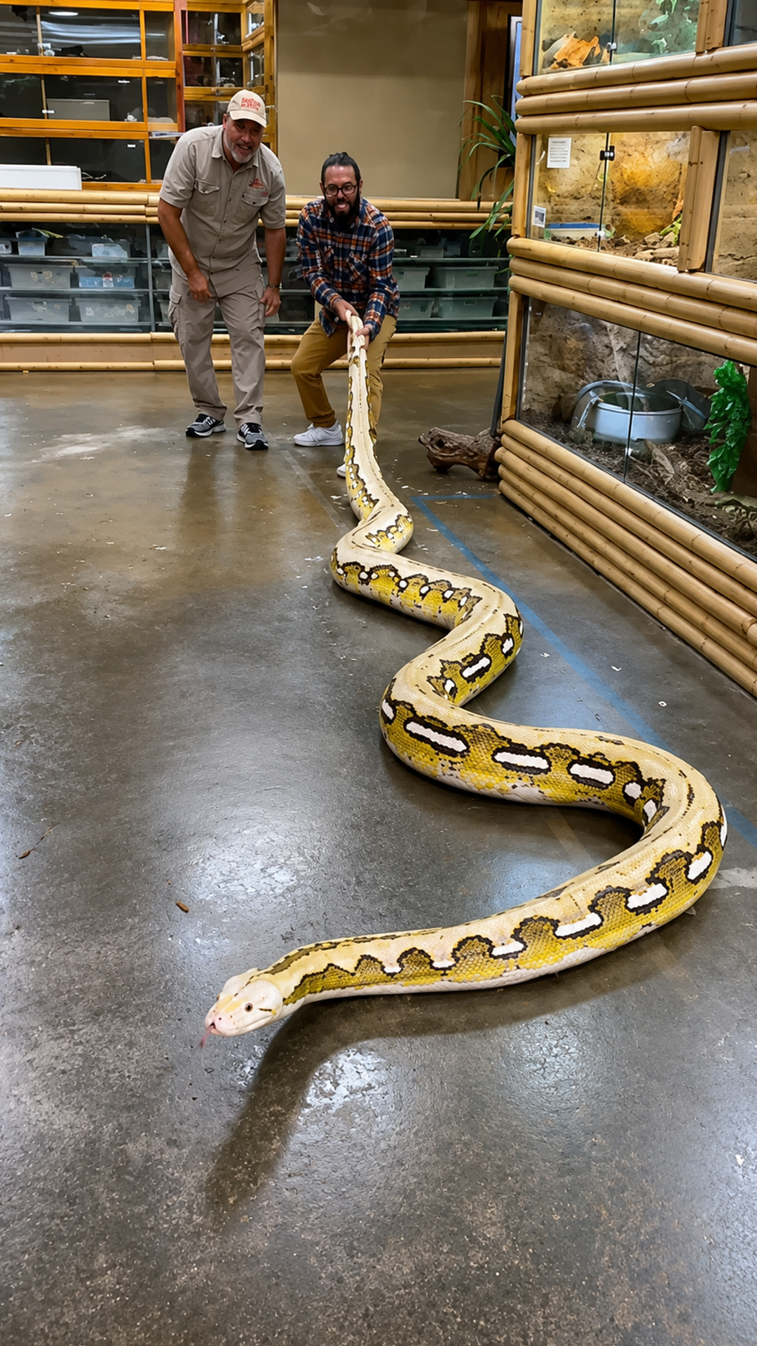 Holding the tail of this enormous python is only half the challenge