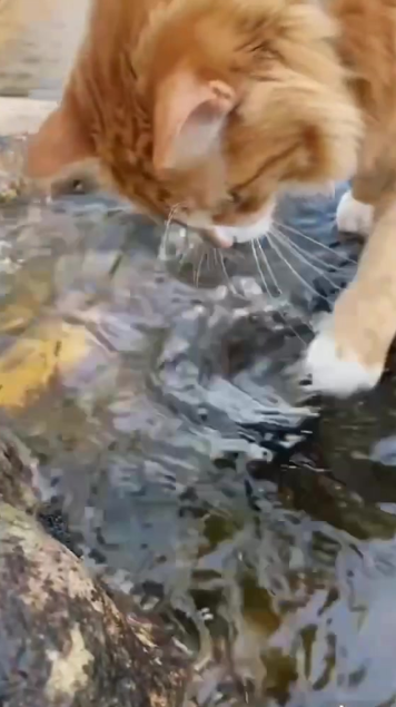 A charming cat story full of fun moments