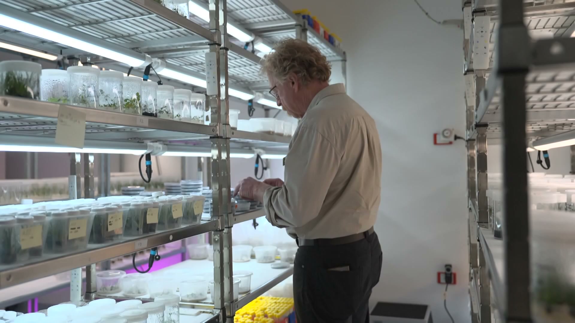 Cloning technique could save rare Queen of Sheba flower from extinction