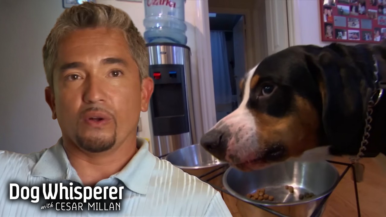 Rescue dog struggles with a fear no one understands, Dog Whisperer with ...