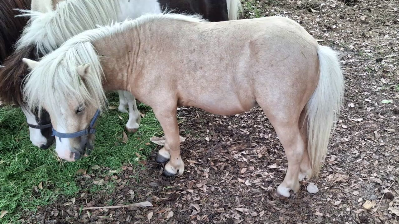 Miniature horse breeder near the Heights desperate to get stolen horse back home