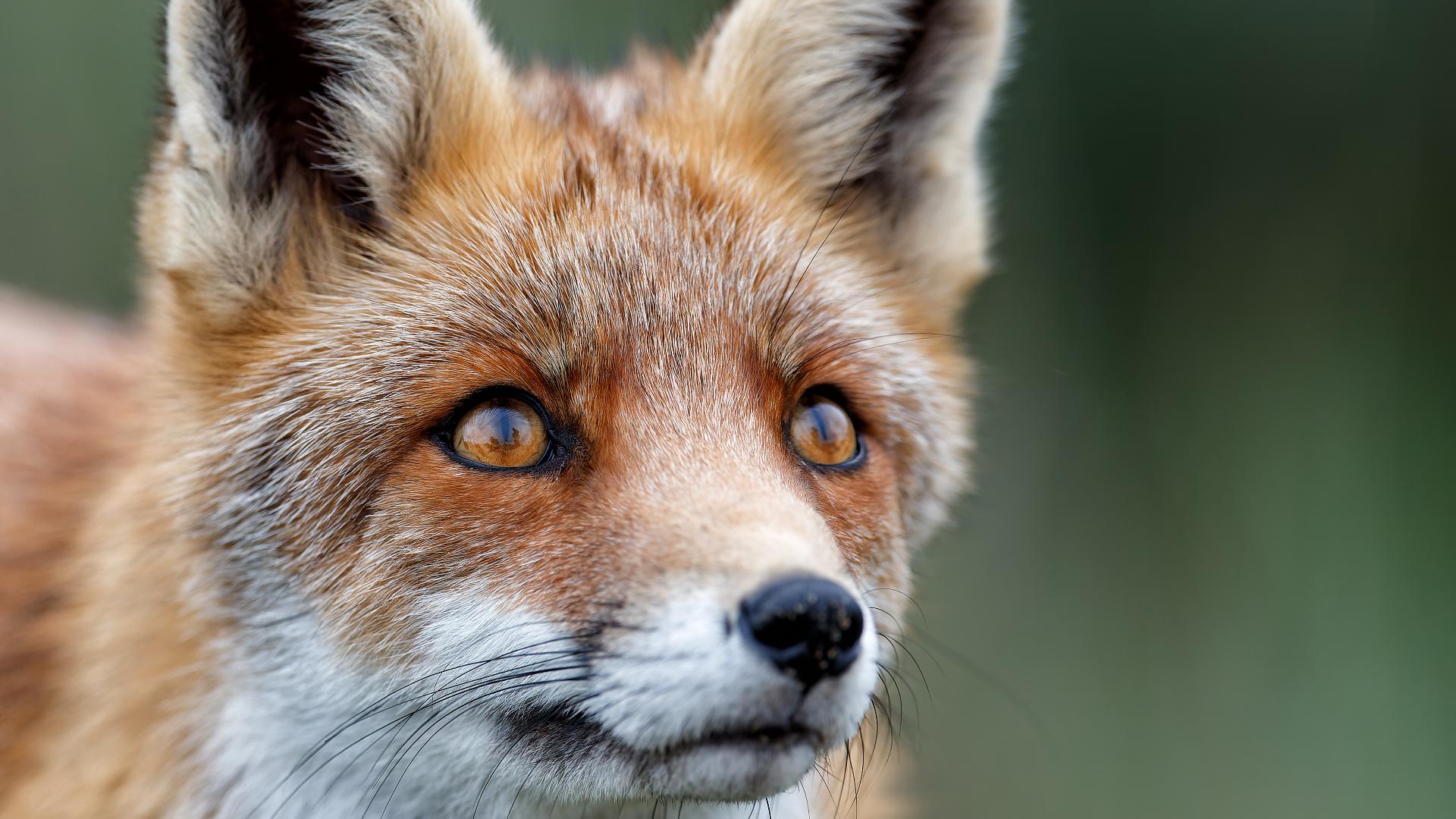 Rabies detected in Caldwell County