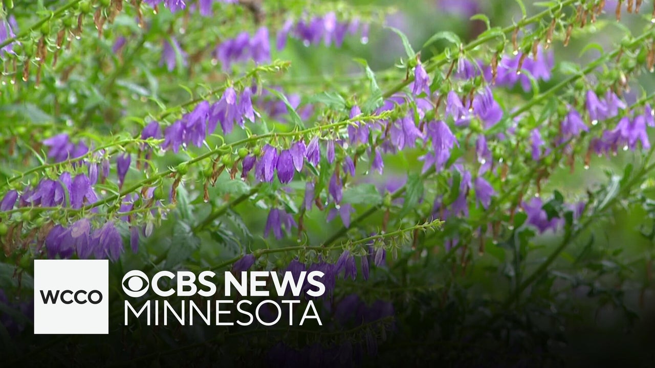 Creeping bellflower is causing a headache for gardeners
