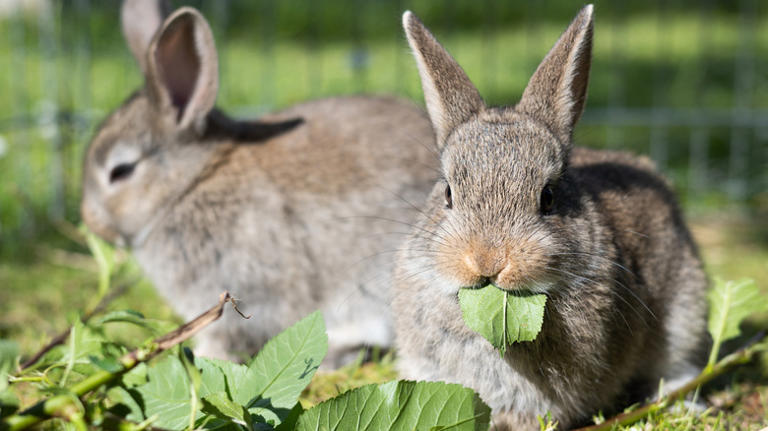 Use this bathroom staple to deter garden rodents without chemicals