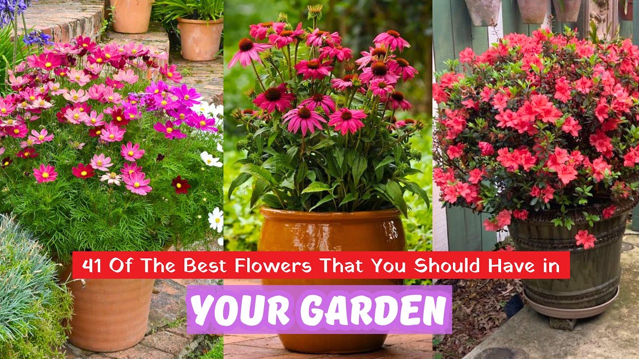 Beautiful flower varieties every garden lover should discover