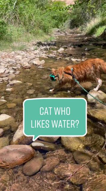 Discover the adventure that made this cat so remarkable