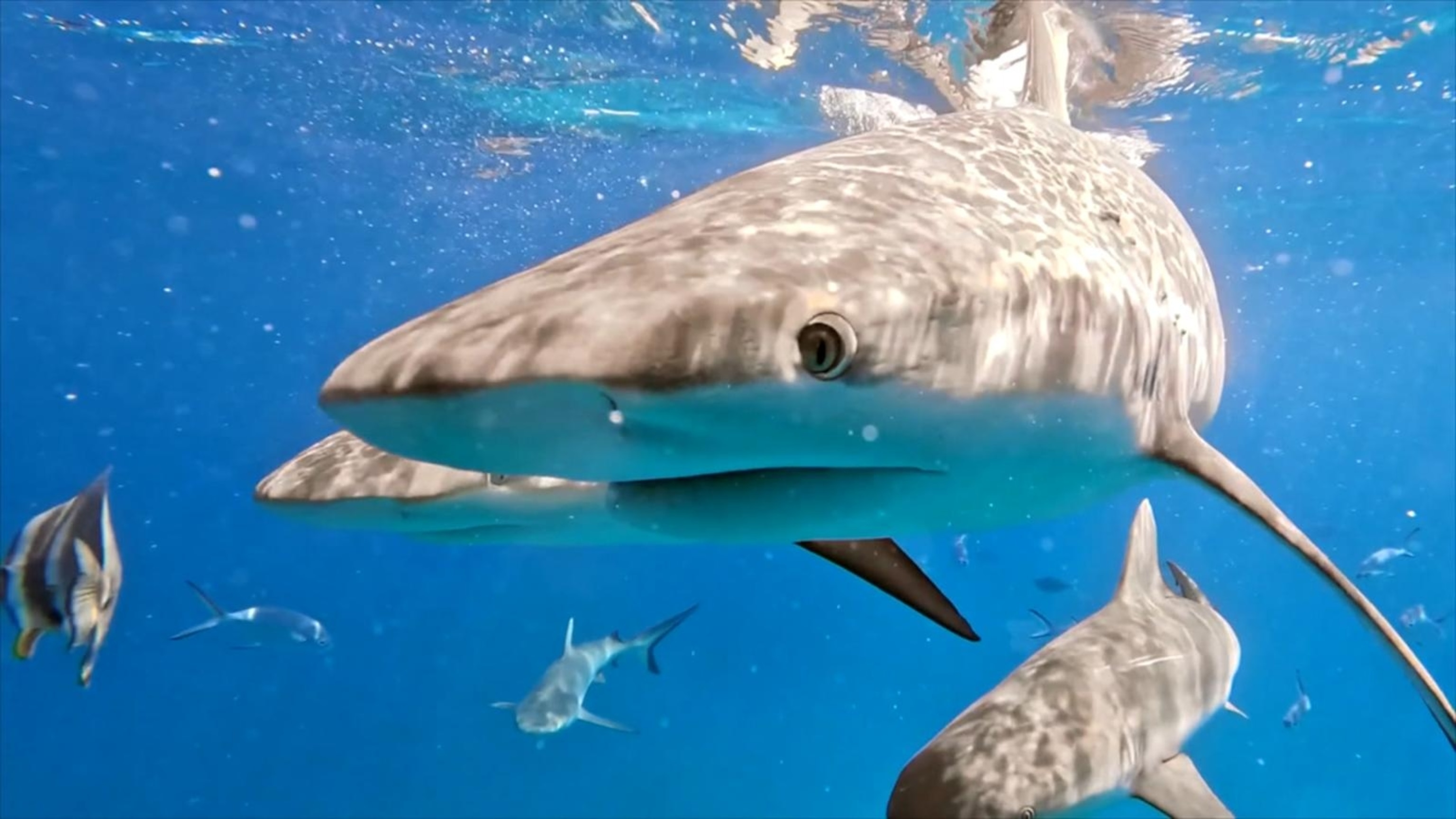 New insight into behavior of great white sharks