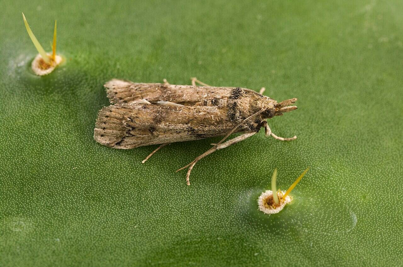 In 1957, Nevis released cactus moths to clear prickly pear from ...