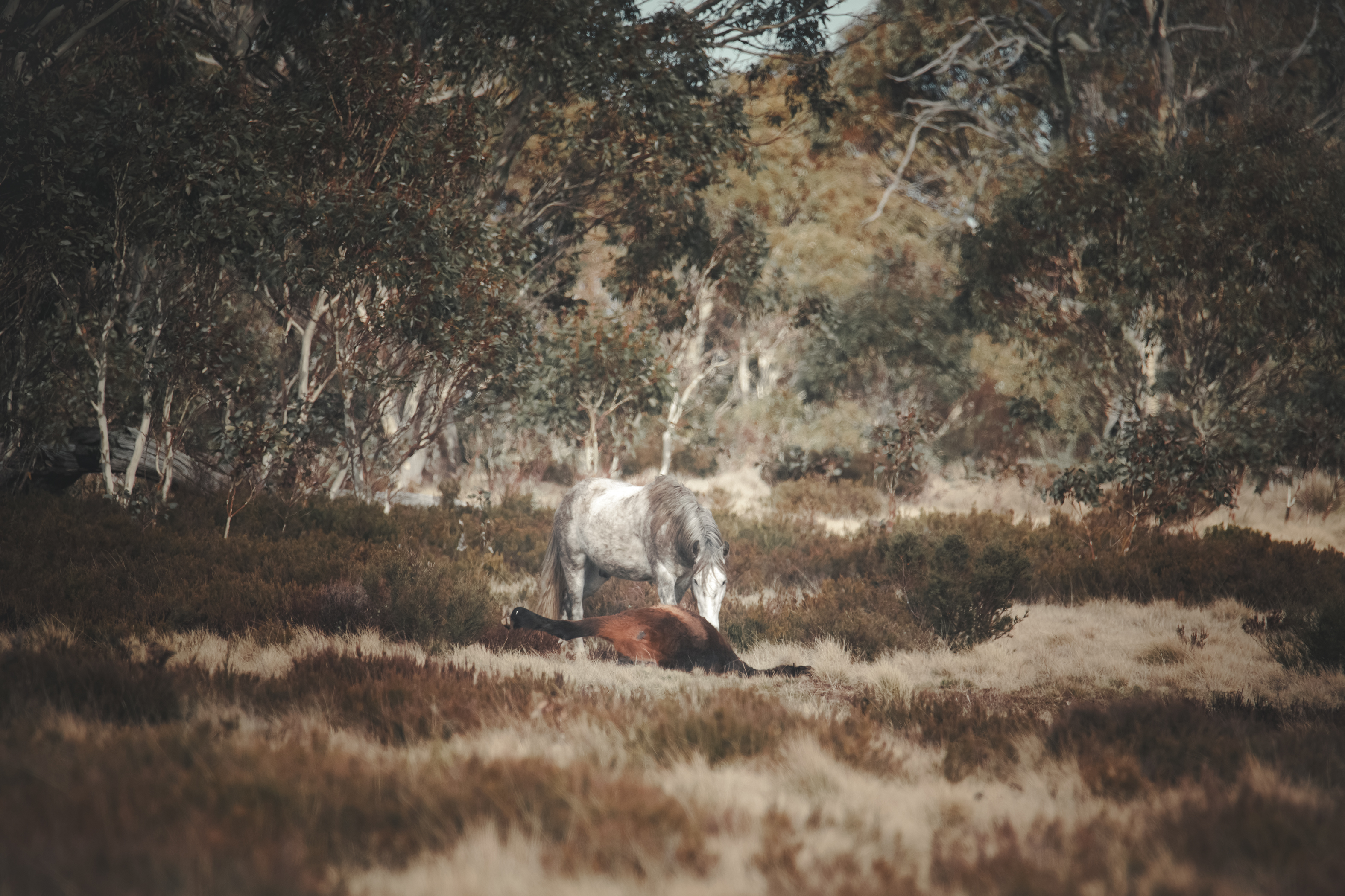 Sad detail in Kosciuszko National Park photo highlights major split in Australia