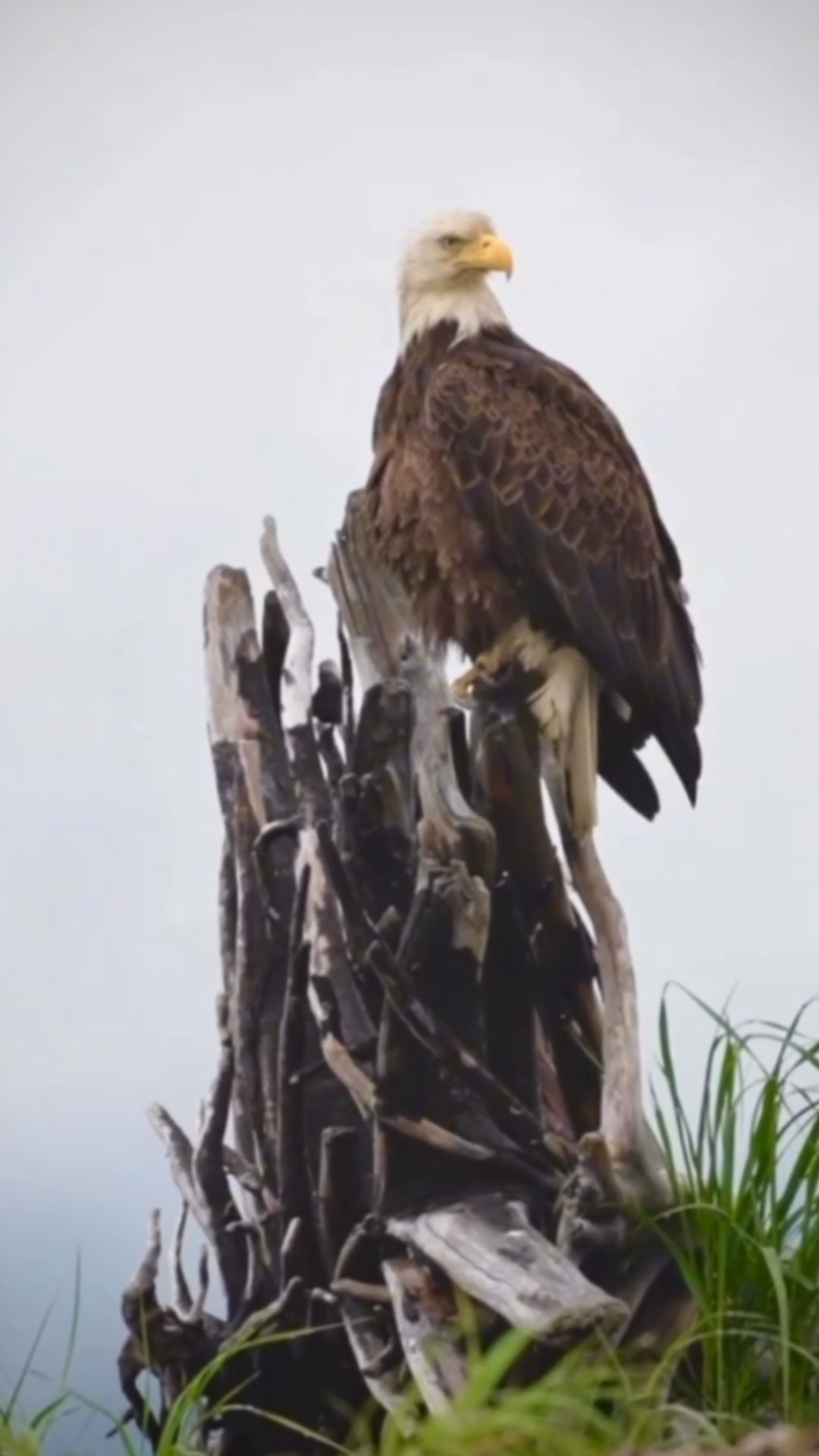 Bald eagle grooming reveals a quiet natural moment