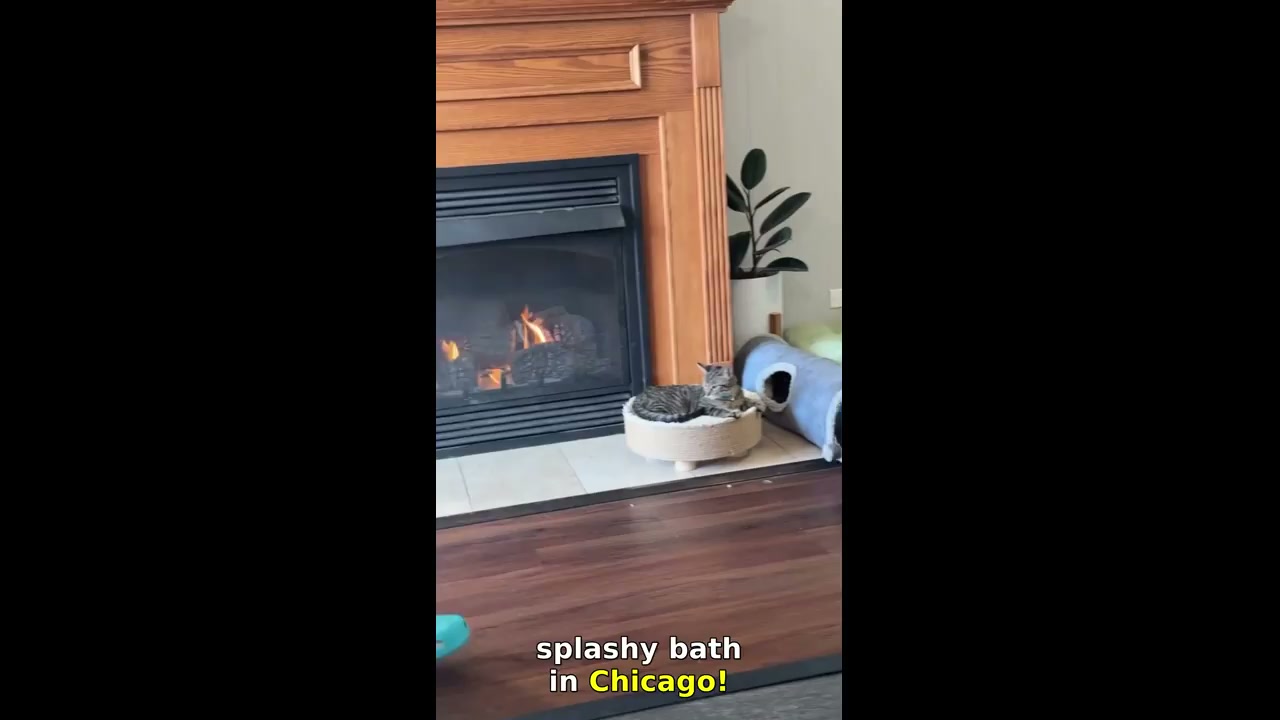 Cat rescue after bath surprise!