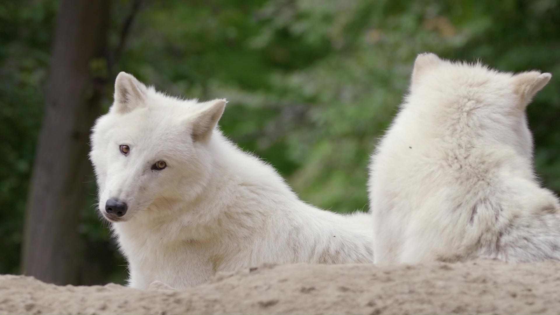 Arctic wolves stay alert while guarding their territory