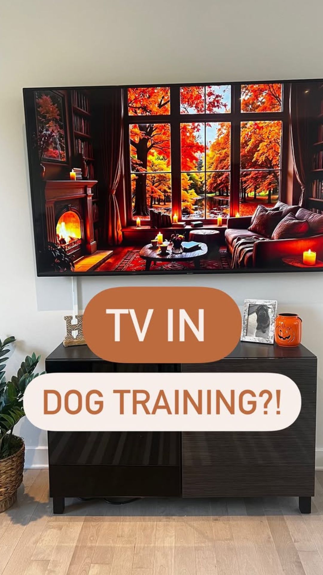 Crate training tips for a calm and happy dog