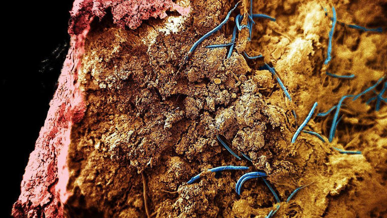นักวิทยาศาสตร์หลายคนไม่เชื่อว่าหนอนตัวกลม (roundworm) จะสามารถอาศัยอยู่ลึกลงไปใต้เปลือกโลกได้