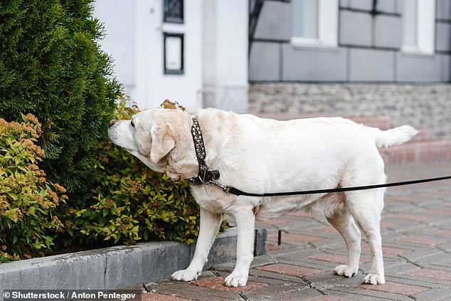 Your dog's perfect walk lasts exactly 67 minutes - and must include a ...