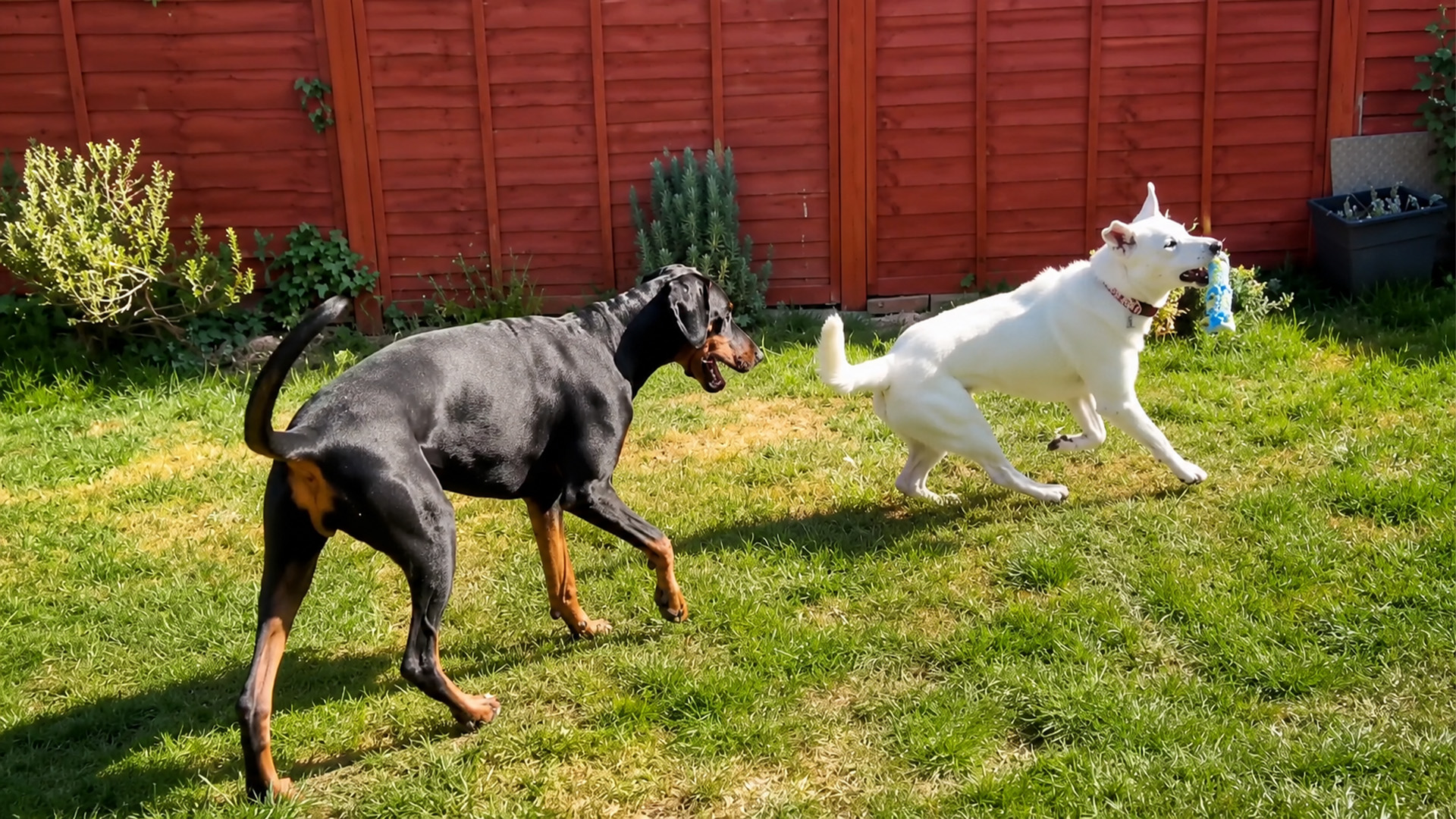 Our Doberman faced a scared rescue dog