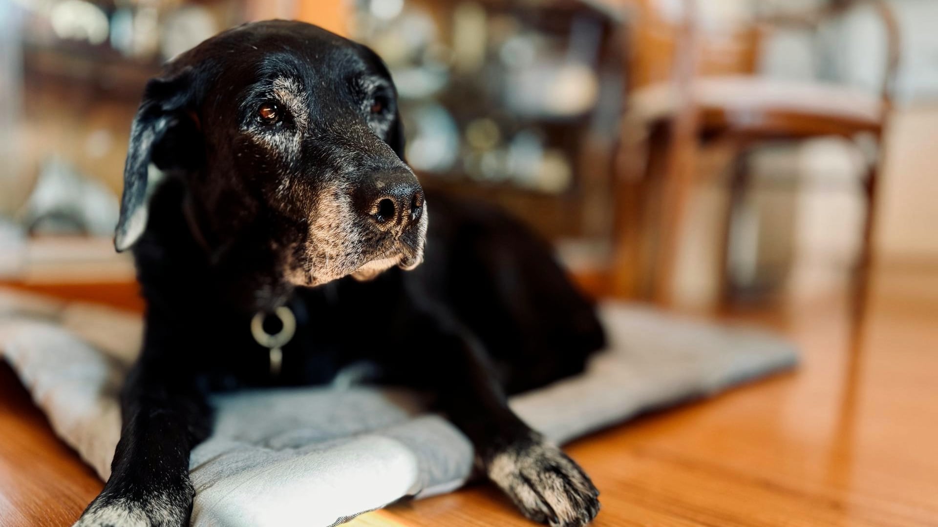 Hábitos diarios sencillos que podrían ayudar a tu perro a vivir más tiempo