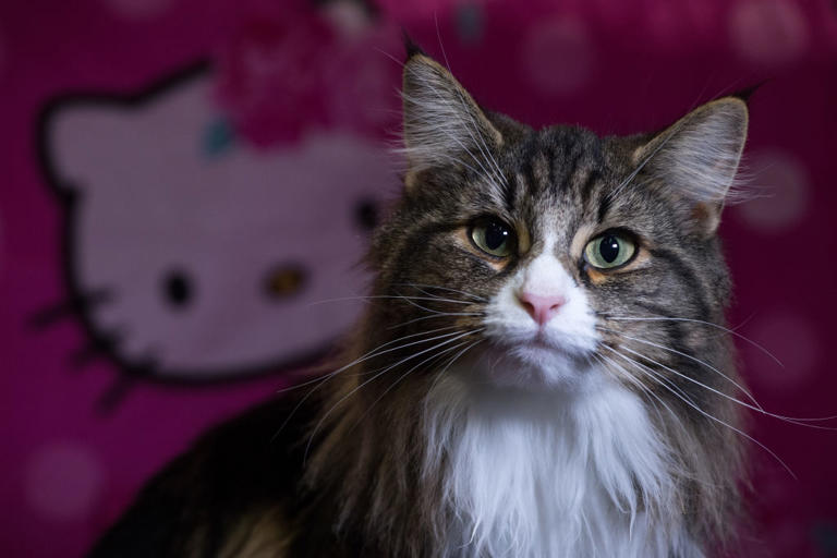 outdoor-cats-2026-here-are-the-10-breeds-of-adorable-cat-that-love