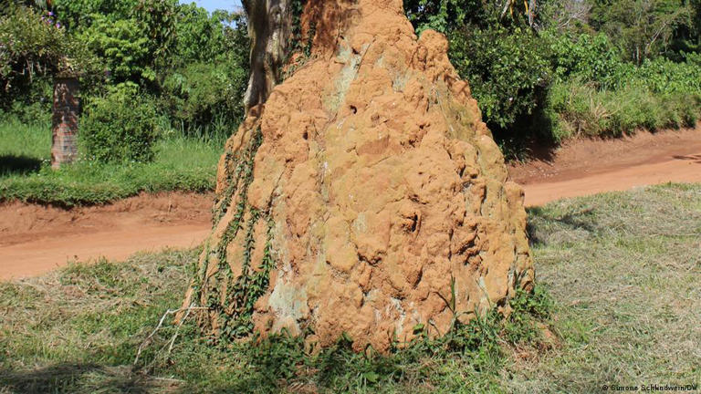 The complex organization of ant colonies also fascinates animal keepers in Germany