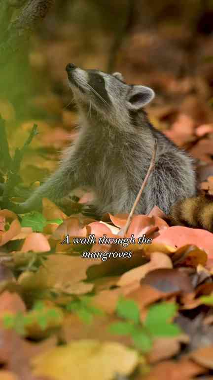 Curious raccoon exploring the wild outdoors