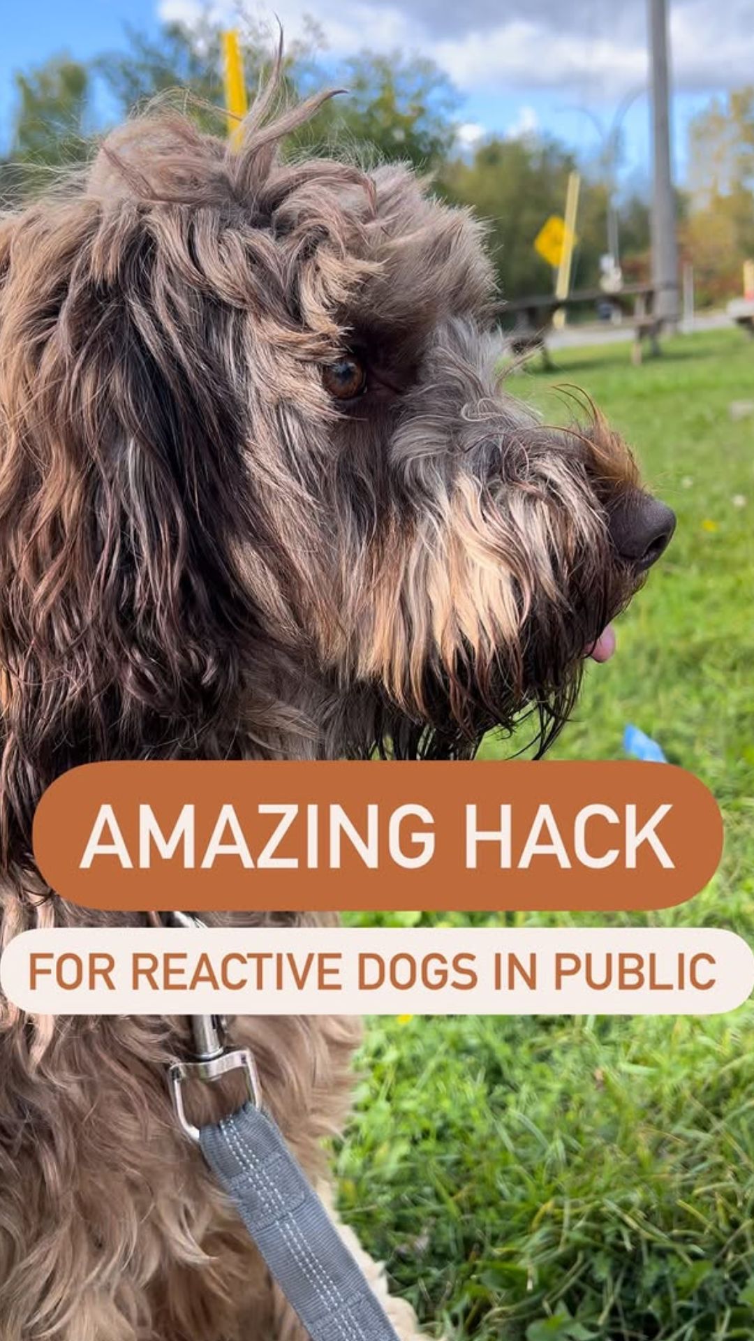 Training tips for dogs with reactive behavior