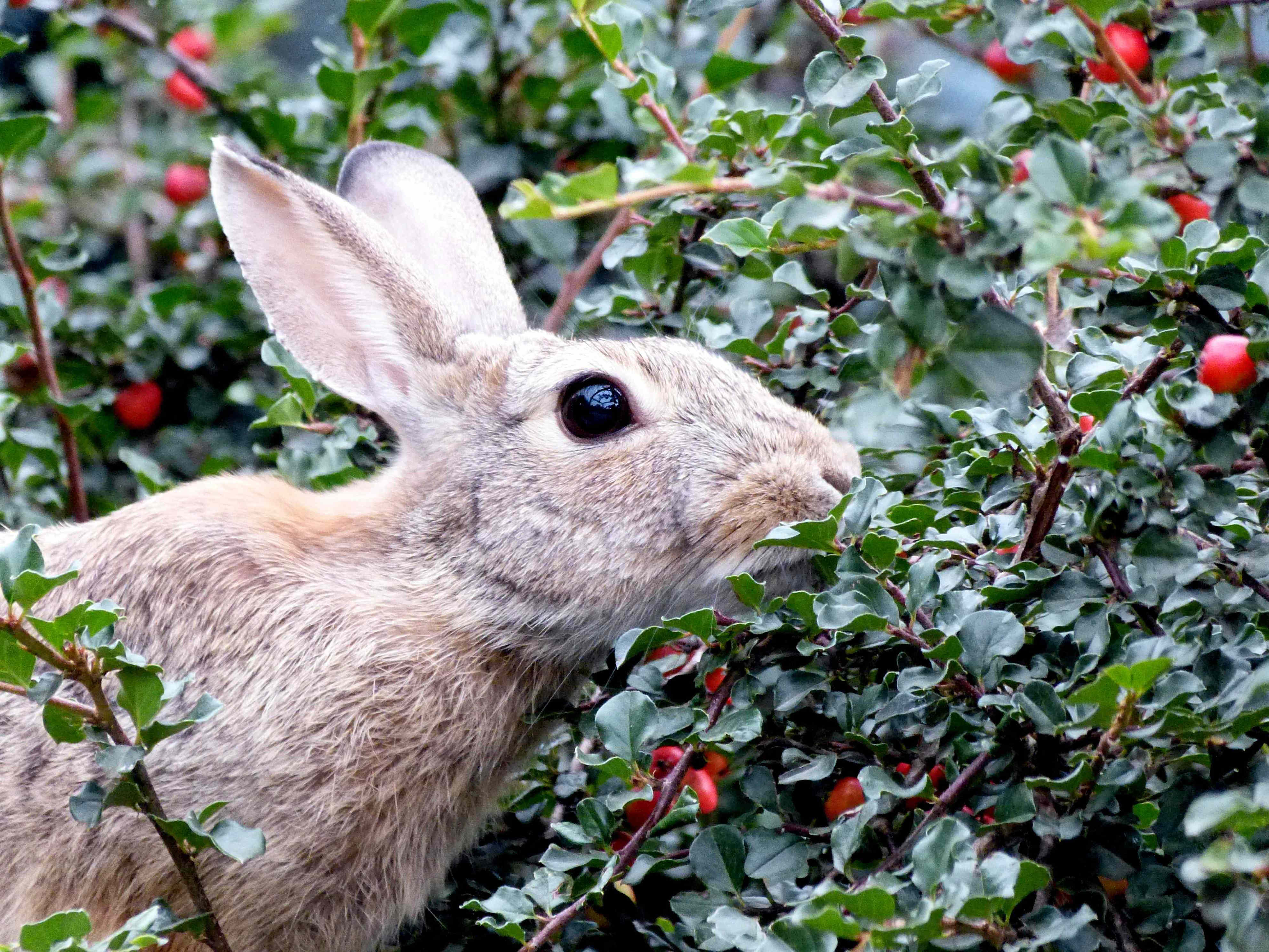 How to stop rabbits from eating your berries, according to experts