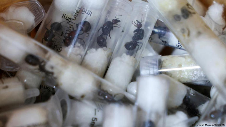 Thousands of ants were intercepted at the airport in Nairobi in 2025