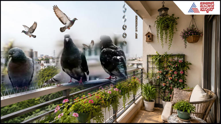 Pigeon problem: Fed up with balcony invaders? Try these 4 easy fixes