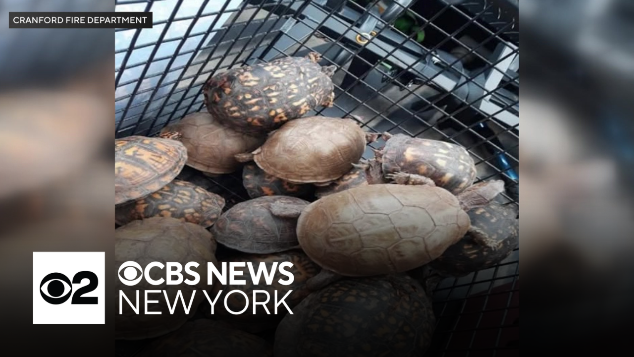 More than 150 box turtles illegally dumped in New Jersey