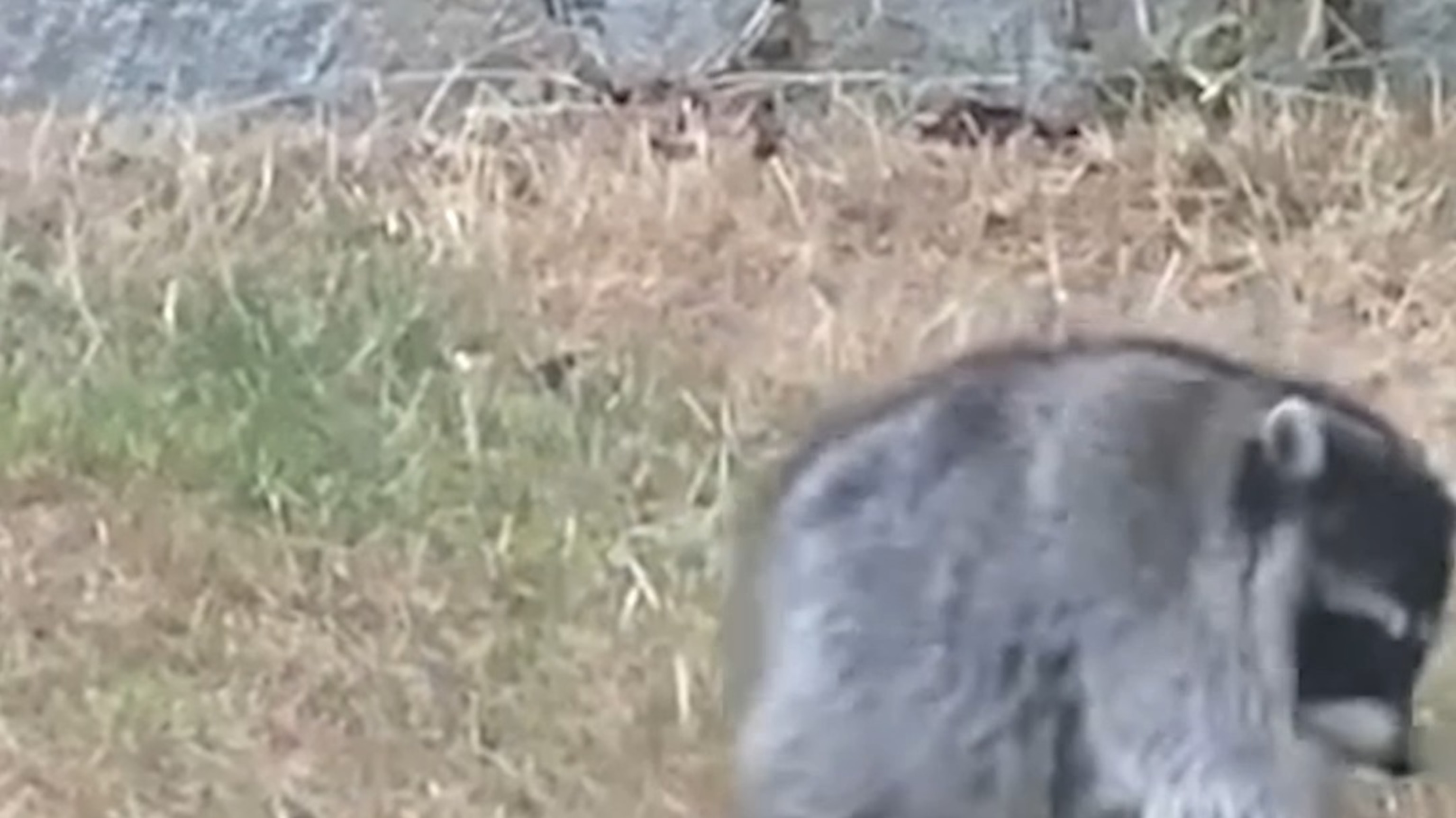 Jimothy the raccoon's alleged father somersaults in Seattle yard