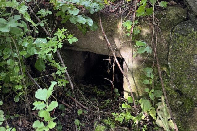Scoperta una Tomba dei Giganti di 3.500 anni fa nascosta nella vegetazione: la sorpresa degli archeologi