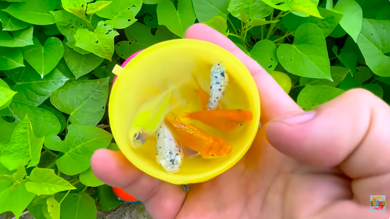 Wow Satisfying Catch Colorful Aquarium Fish In Small Pond, Platinum ...