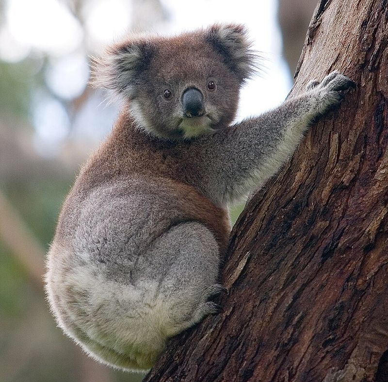 15 animals people often call ‘useless’ but they actually aren’t