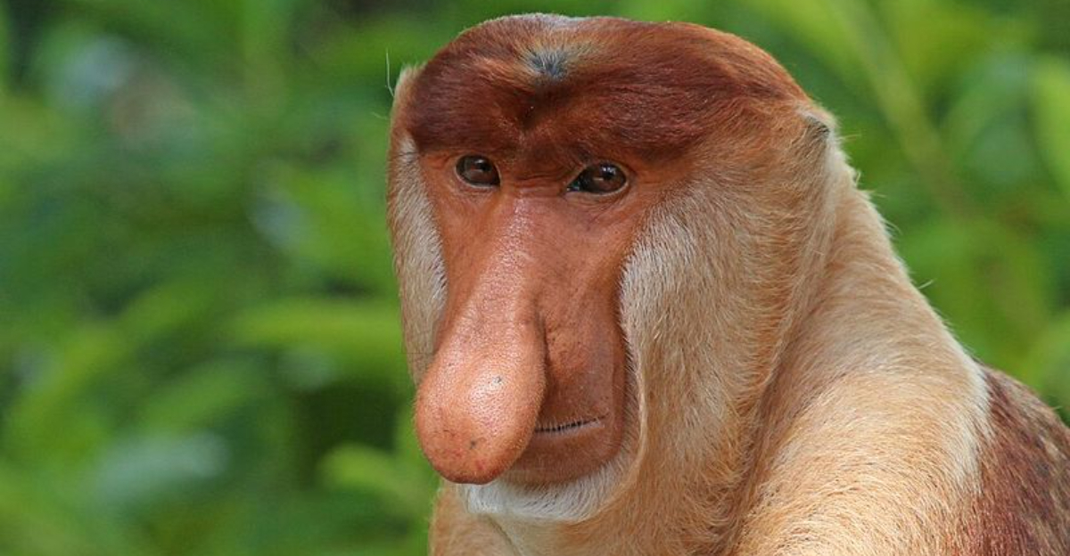 15 animals people often call ‘useless’ but they actually aren’t