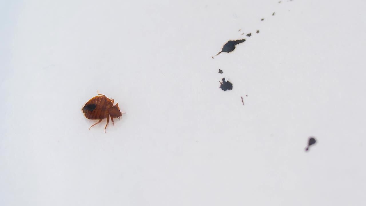 Bed bug treatments rise in Davenport