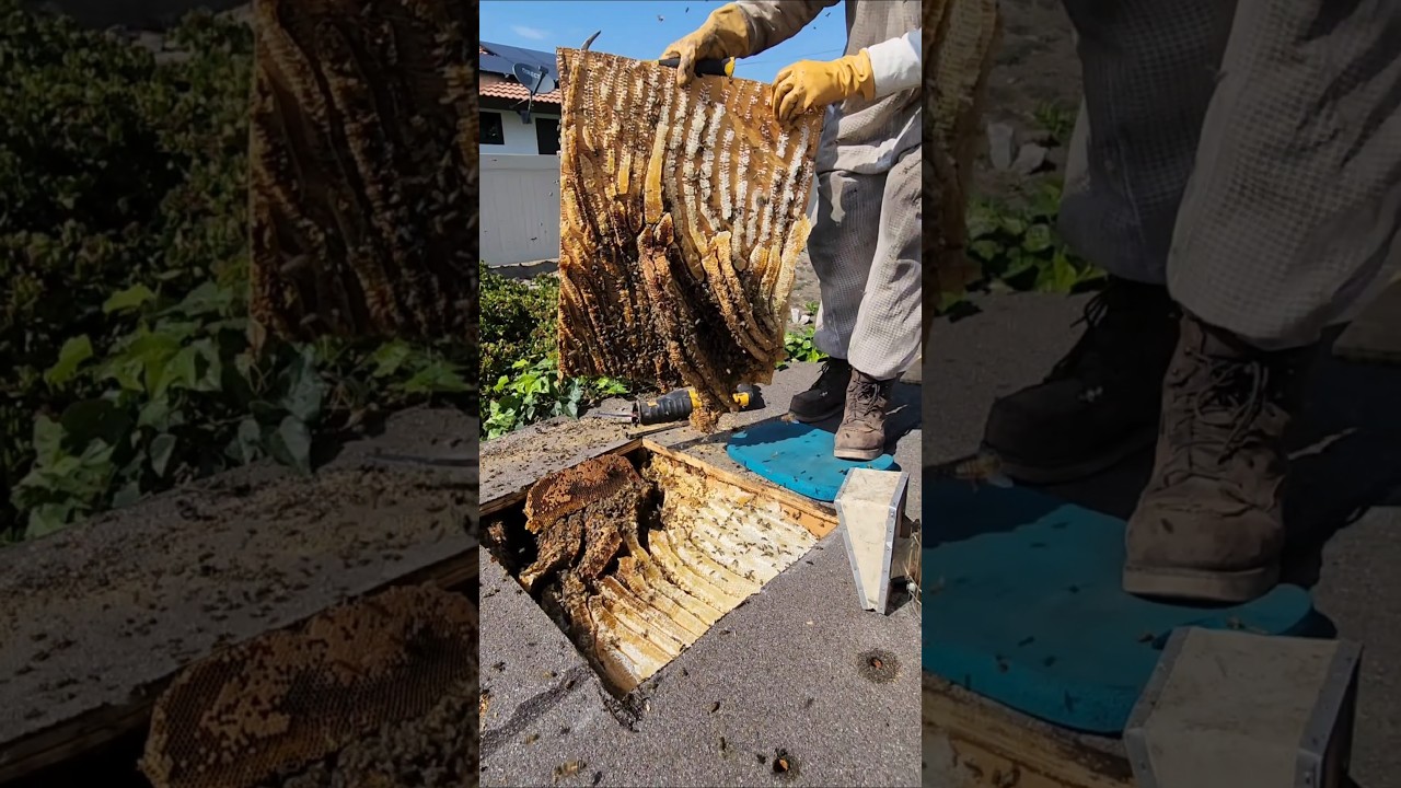 Massive killer bee hive