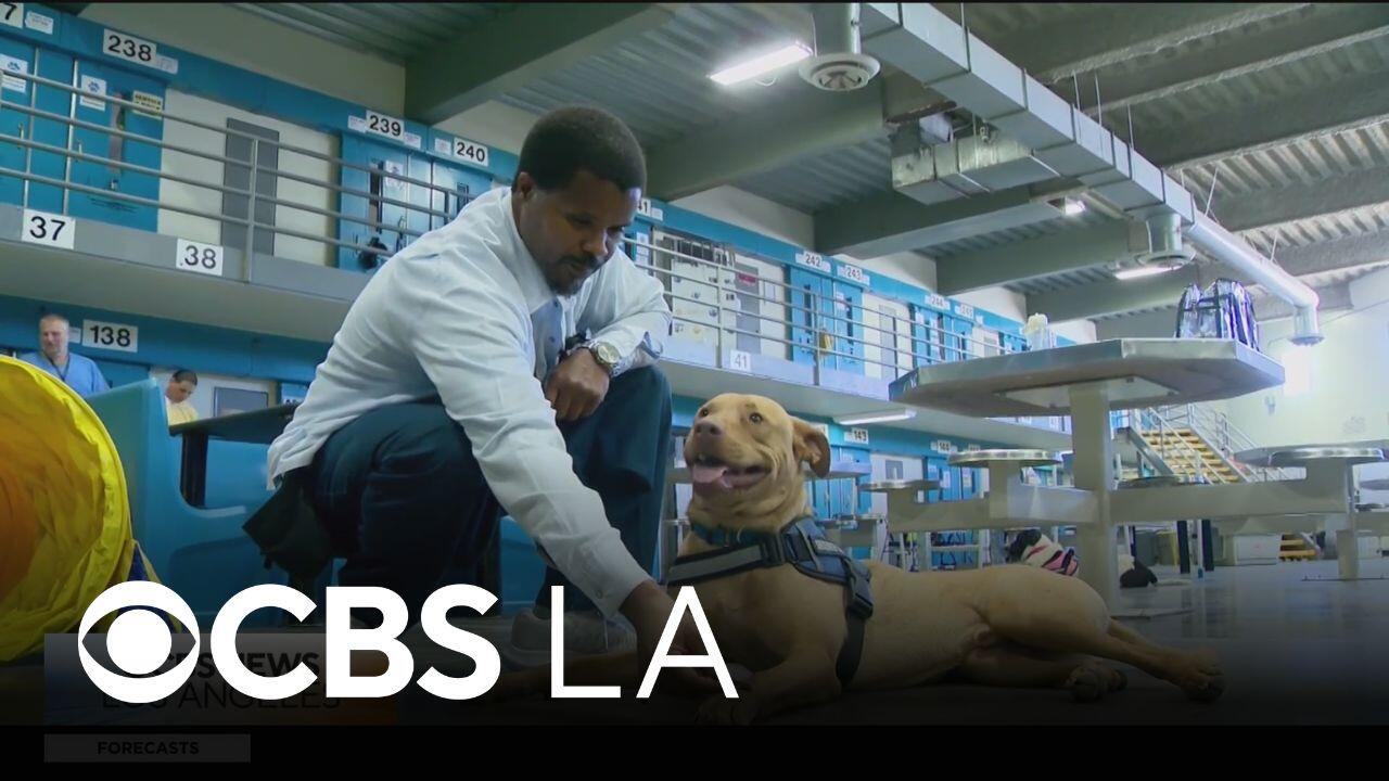 Special animal service training program changing lives of dogs and humans