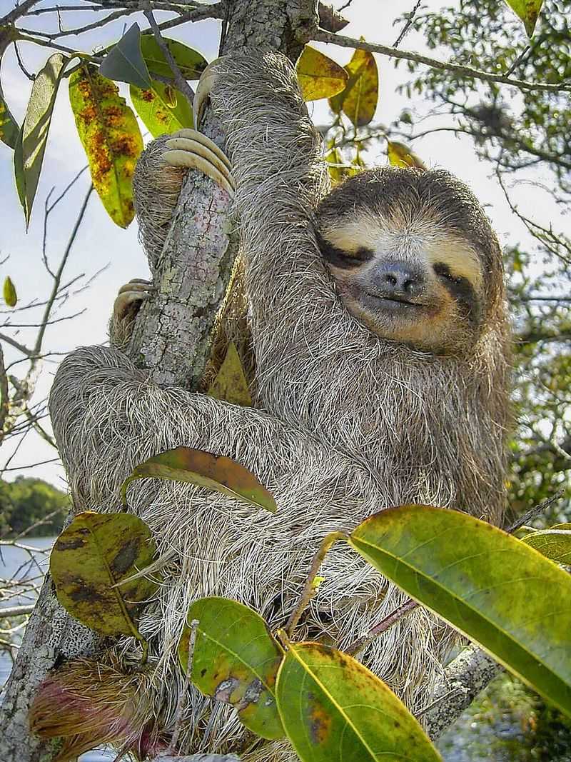 15 animals people often call ‘useless’ but they actually aren’t
